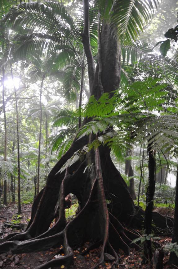 Árvore com enormes raízes na trilha do monte Liamuiga, o vulcão da ilha de St. Kitts - Caribe